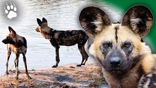 Le chien sauvage dAfrique en danger dextinctions  Lycaon  Documentaire animalier  AMP [upl. by Sylvanus]