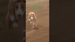 Greyhound dog racing lover panjab Haryana India Pakistan Dubai UAE Singapore USA and Canada reels [upl. by Caty]