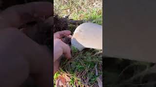 GIANT BOLETUS boletus funghi porcini seta cogumelo mushroom ciuperci pilze sergiioantolin [upl. by Anayra270]