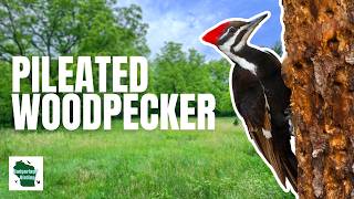 Pileated Woodpecker Fascinating Facts and Secrets Revealed [upl. by Nosde]