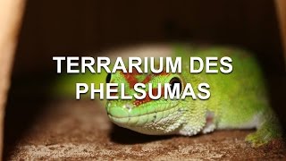 Nouveau terrarium  Phelsuma Grandis [upl. by Alexander]