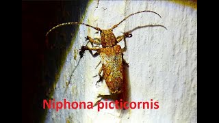 Niphona picticornis by Theo [upl. by Siron]