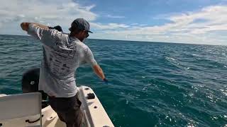 Gulf wrecks FILLED with these fish [upl. by Eeraj]