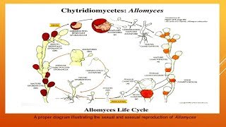 Chytridiomycetes [upl. by Valerye]