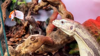 Feeding All The Amazing Monitor Species At The Zoo 🤩 🦎 [upl. by Amorita]