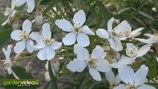 Mexican Orange blossom Choisya ternata [upl. by Enoid]