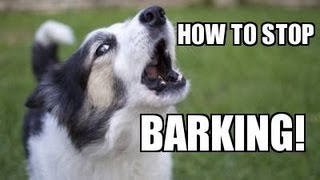 How to TEACH ANY DOG to STOP BARKING Humanely Effectively and Naturally [upl. by Galvin697]