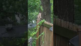 Red Tailed Hawk perched on our fence during tropical storm Debby [upl. by Saoj]