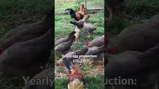 Brown Leghorn Chickens Chicken Breeds 101 JJCentral 023 freerangechickens chickenbreeds [upl. by Tasha93]