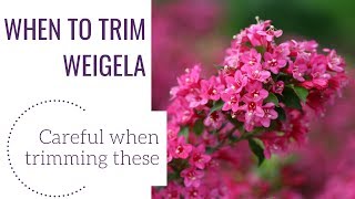 When to Trim Weigela  wwwgardencrossingscom [upl. by Hanus]