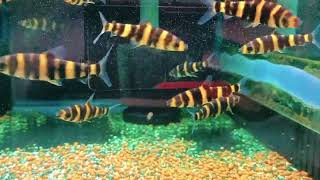 Leporinus tigrinus 黃金虎紋大鉛筆wildfish悠遊魚坊yoyofishroom [upl. by Radke]