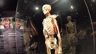 Inside Body Worlds Museum Amsterdam [upl. by Ladd]