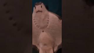 Stingray stings fish funnyvideo [upl. by Elwira]