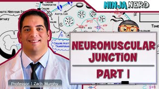 Musculoskeletal System  Neuromuscular Junction  Neuromuscular Transmission Part 1 [upl. by Darius195]