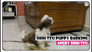 Shih tzu Puppy Barking  Angry Shih Tzu  Dog Barking 🐶❤️ [upl. by Firmin]