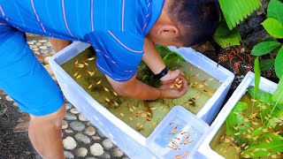 I Put 10 Guppy Breeders on the Breeding Cage amp Heres What Happened Making the simplest Guppy Trap [upl. by Agn670]