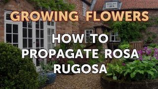 How to Propagate Rosa Rugosa [upl. by Schroeder]