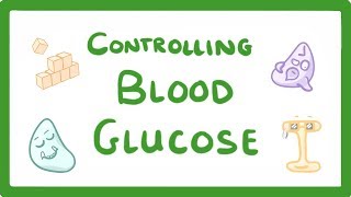 GCSE Biology  Control of Blood Glucose Concentration 56 [upl. by Haeel863]