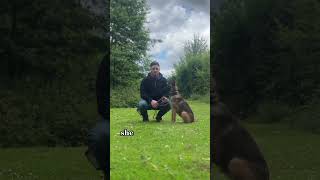 Introducing my Belgian malinois [upl. by Adev754]