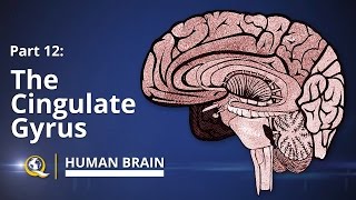 Cingulate Gyrus  Human Brain Series  Part 12 [upl. by Trebla]