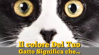 Significato colore del tuo Gatto [upl. by Cinom131]