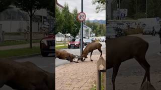 ZAKOPANE JELENIE NA ULICY 🦉 [upl. by Diraj]