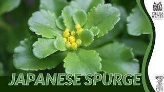 JAPANESE SPURGE Unveiled Descriptions and More Pachysandra terminalis [upl. by Ecnerrat]