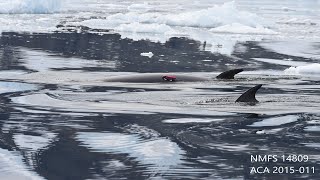 Whale Cam A day in the life of an Antarctic minke whale [upl. by Acus]