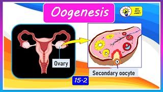 FORM 4 CHAPTER 15 152  OOGENESIS IN HUMANS [upl. by Foulk]