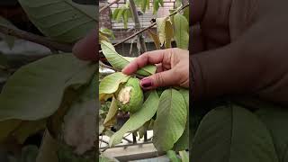 Harvesting 😍☘️ organicvegetables ytshorts explore gardeningplants viralshorts [upl. by Ilsa699]