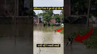 Gorakhpur Domingarh Badh Video  rapti nadi badh  badh flood youtubeshorts shorts [upl. by Magnuson]