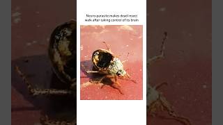 Zombie Insect Controlled By NeuroParasite nature scary [upl. by Ased]