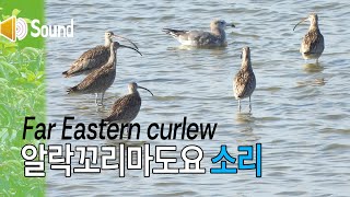 알락꼬리마도요 소리 Sound of Far Eastern curlew [upl. by Ecitnirp]