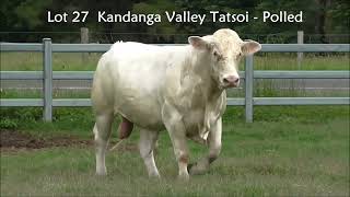 Lot 27 CHAROLAIS  Kandanga Valley Tatsoi  Polled  Herd Bull  Sells December 7th 2024 [upl. by Kling]