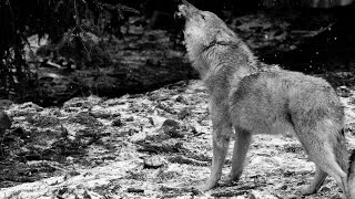 Ululato lupo DA BRIVIDI IR Plus 110 gradi  Wild Wolf Howling Canis lupus italicus [upl. by Sukramal446]