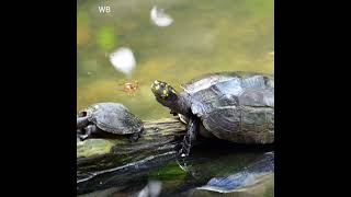 Yellow Spotted River Turtle Conservation Success Stories [upl. by Einaled]