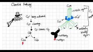 Complement System Classical Lectin and Alternative Pathway Explained complementsystem [upl. by Eneri]