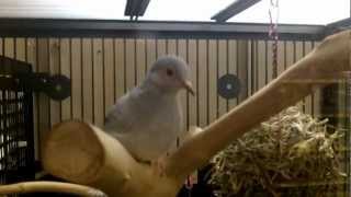 DIAMOND DOVES AT PETSMART [upl. by Nitreb]