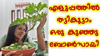 Schefflera plant Bonsai  Bonsai for beginners ബോൺസായി സെറ്റ് ചെയ്യാം ഈസിയായി  gardening malayalam [upl. by Enneira564]