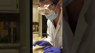 Antibiotic Sensitivity Kirby Bauer Diffusion Test Part 1 [upl. by Nastassia]