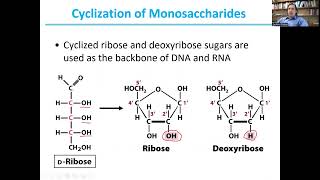 Carbohydrate ReactivityBiochemistry I19 [upl. by Keg]