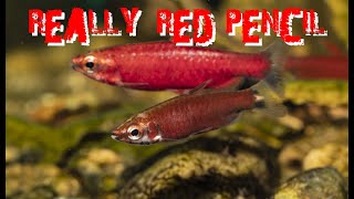 New Really Red Pencil and Rio Amaya Fish from Peru Nannostomus super red [upl. by Niad]