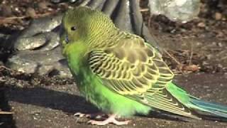 Wild Parakeet in Backyard [upl. by Marina714]