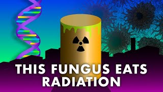 Radiation Extremophiles  Radiotrophic Fungi Mercury Munching Bacteria and Tiny Tardigrades [upl. by Dorie]