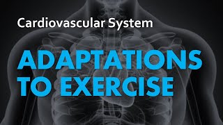 Adaptations to Exercise  Cardiovascular System 07  Anatomy amp Physiology [upl. by Wilder100]