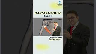 Bullet Train 3D Anatomy Part 14 by Dr Shrikant Verma  NEET PG 2025  NEET PG Preparation [upl. by Agem534]