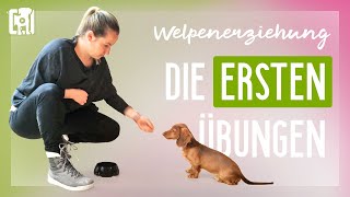 Die ersten Übungen in der Welpenerziehung [upl. by Clift]