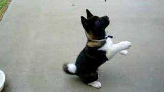 My 3 month old akita Puppy doing tricks [upl. by Bunns]