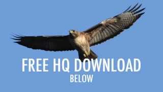 quotEaglequot Red Tailed Hawk Screech HQ Download [upl. by Tezile]