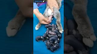 cute rabbit 🐇Baby Deliverycute short video [upl. by Zarihs349]